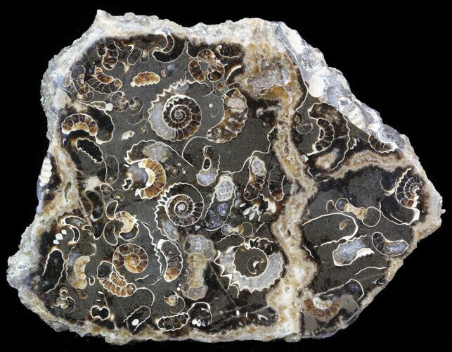 Polished Ammonite Fossil Slab - Marston Magna Marble #42111